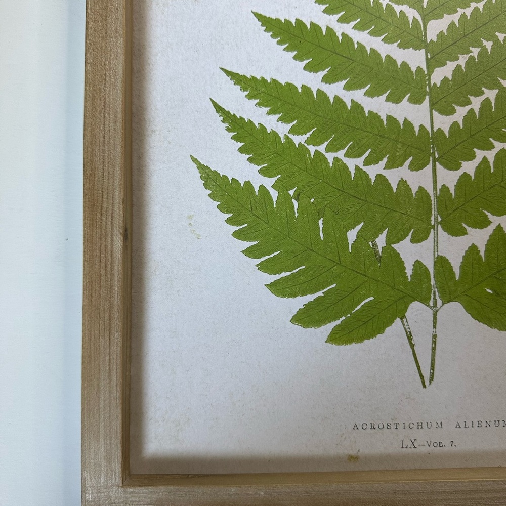 New Framed Green Fern Botanical Minimalistic Modern Herbal Wall Art - Picture 2 of 7